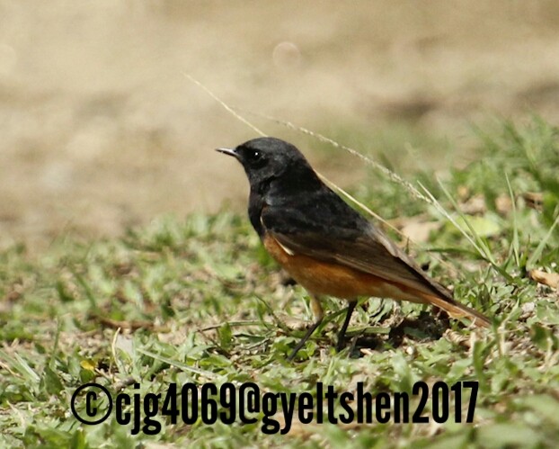 Black Redstart - ML58486701