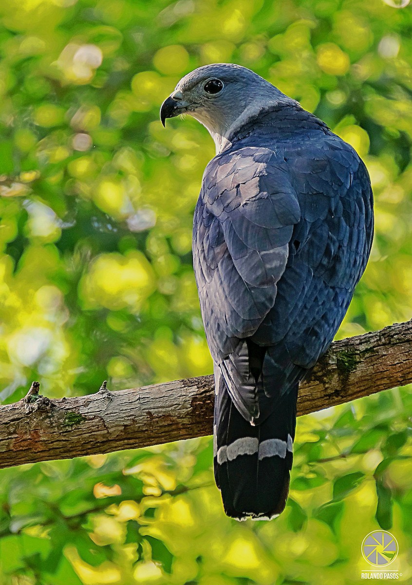 Gray-headed Kite - ML584867361