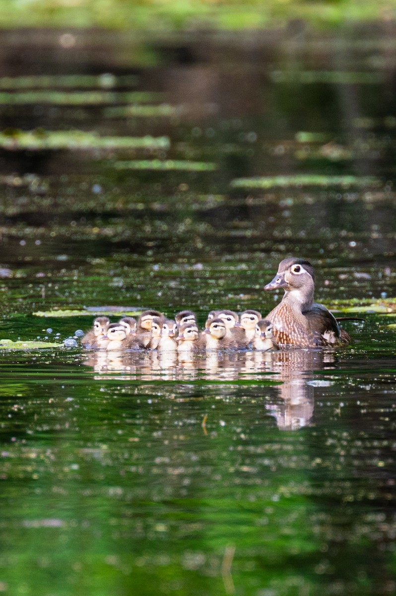 Wood Duck - Peter Rosario