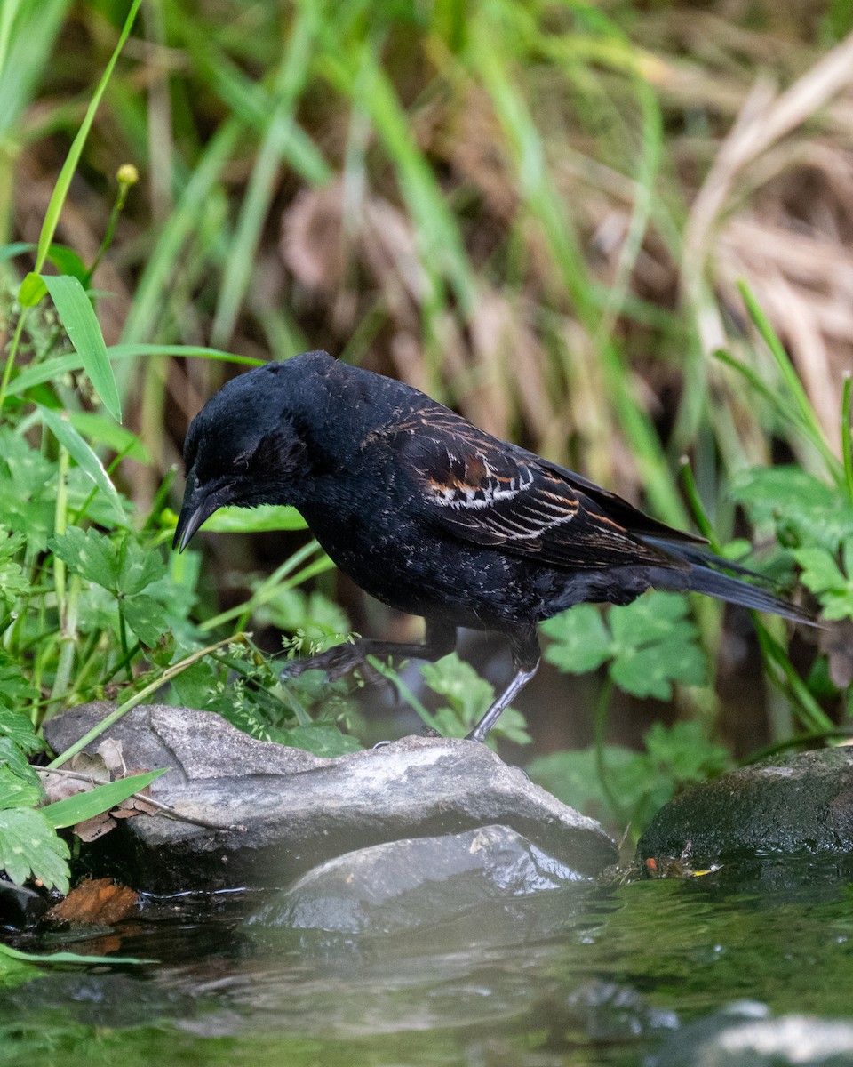 Red-winged Blackbird - ML584867901