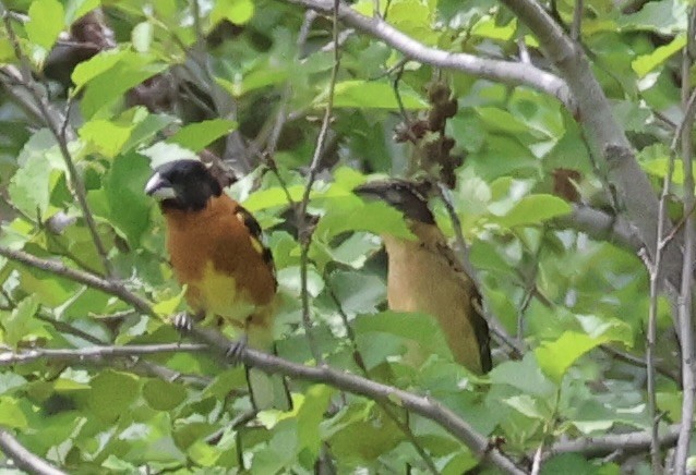 Black-headed Grosbeak - ML584869041