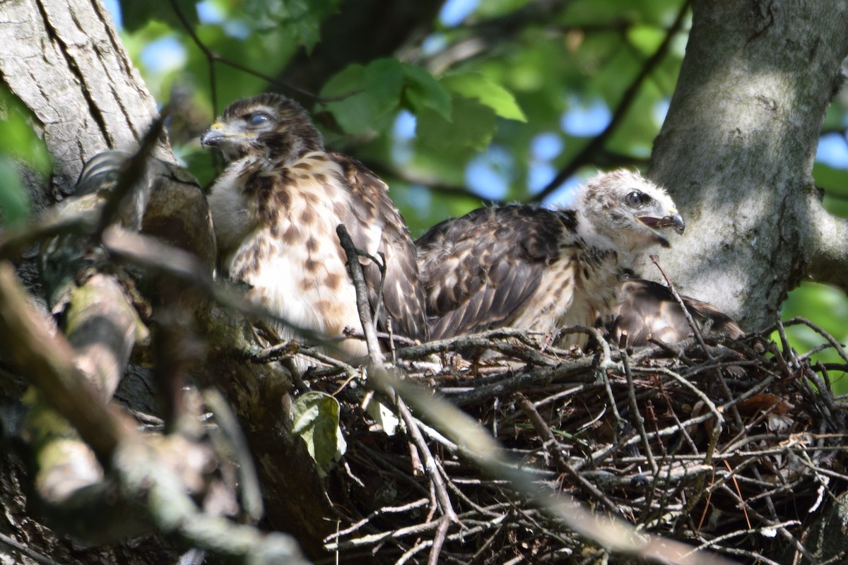 Red-shouldered Hawk - ML584869261