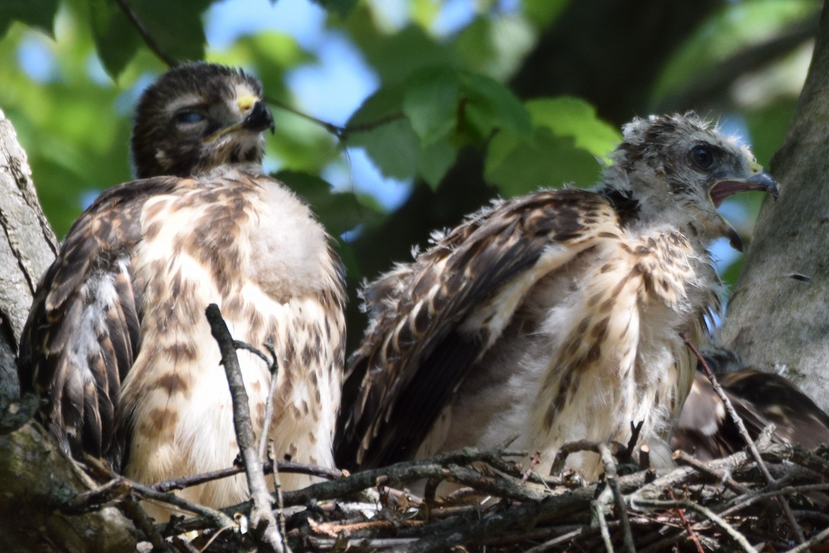 Red-shouldered Hawk - ML584869271