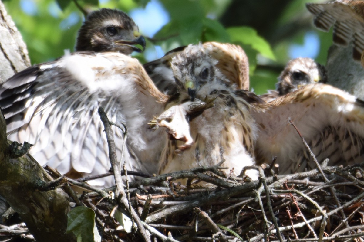 Red-shouldered Hawk - ML584869281