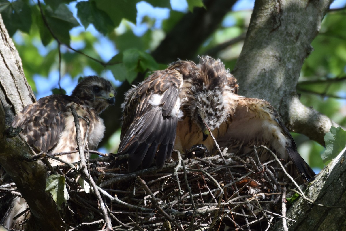 Red-shouldered Hawk - ML584869291