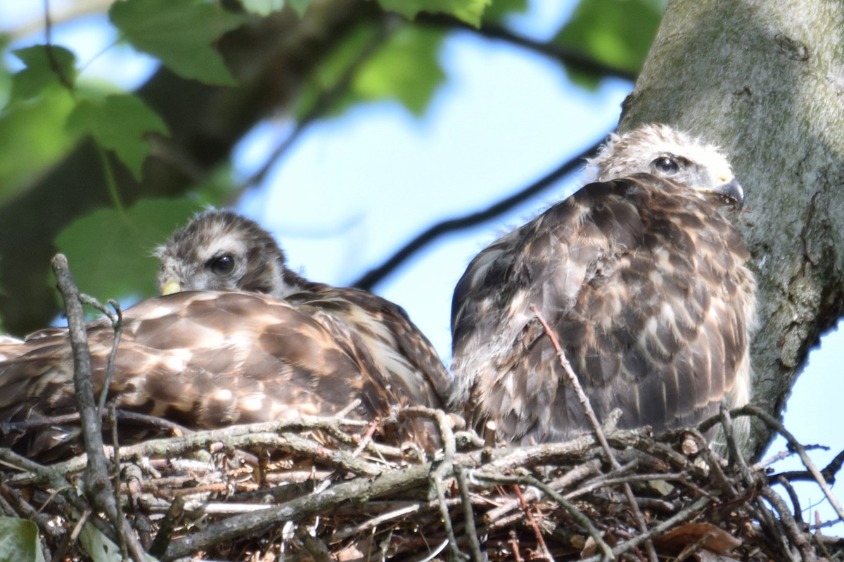 Red-shouldered Hawk - ML584869301