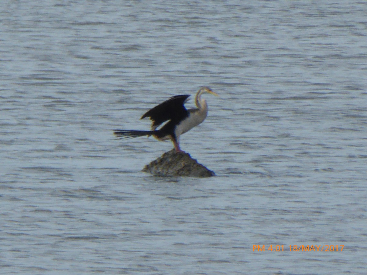 Austral-Schlangenhalsvogel - ML58486931