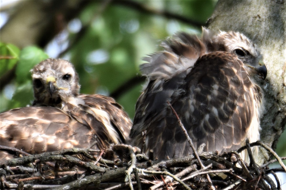 Red-shouldered Hawk - ML584869311
