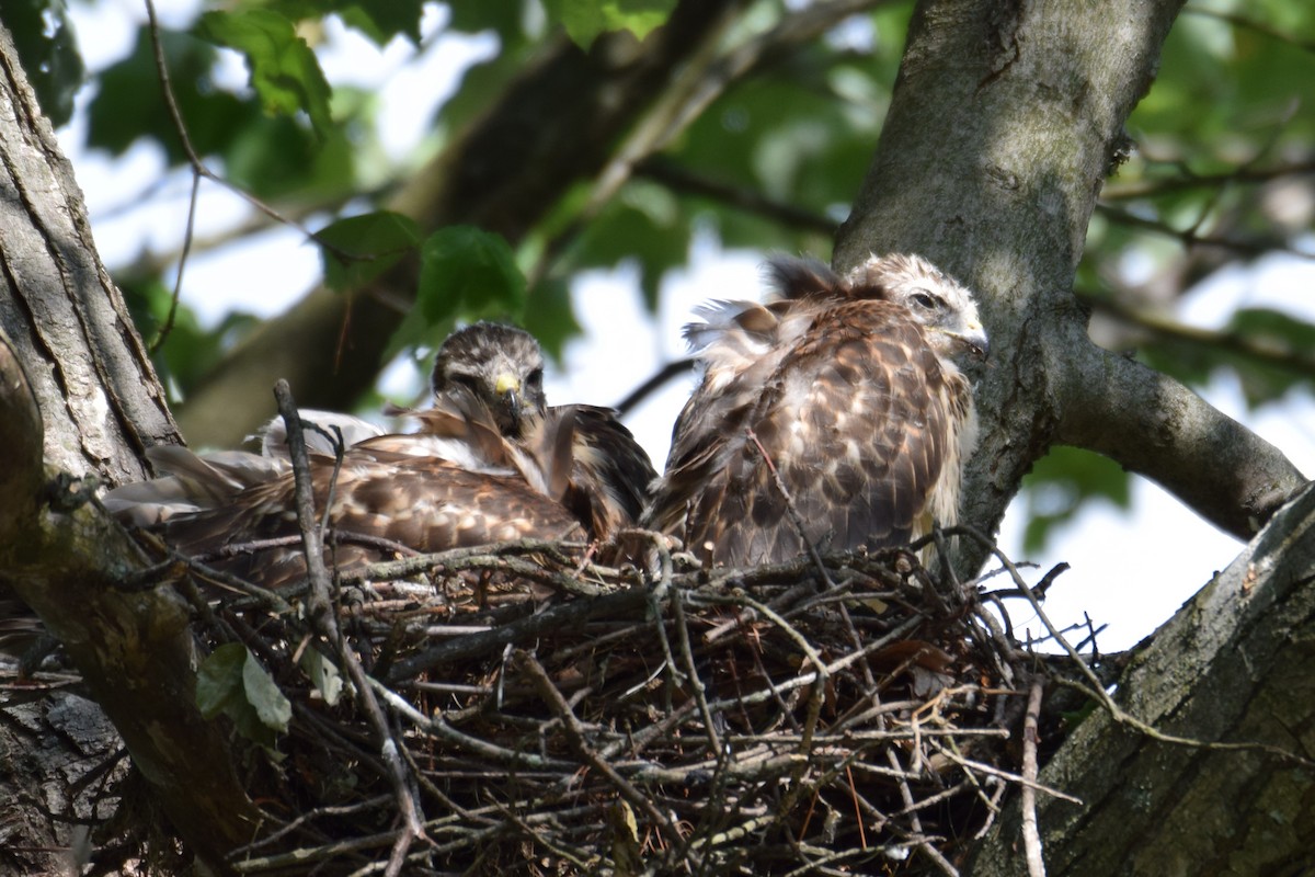 Red-shouldered Hawk - ML584869321
