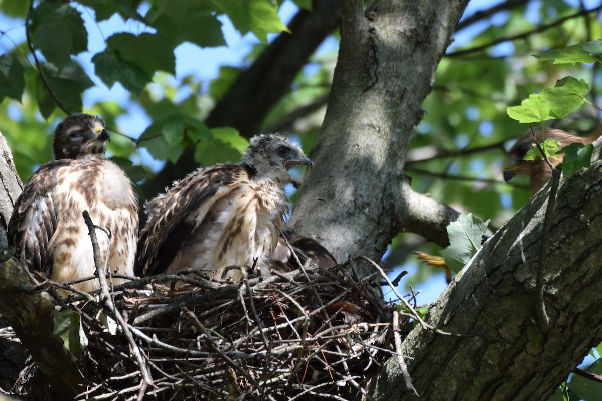 Red-shouldered Hawk - ML584869331