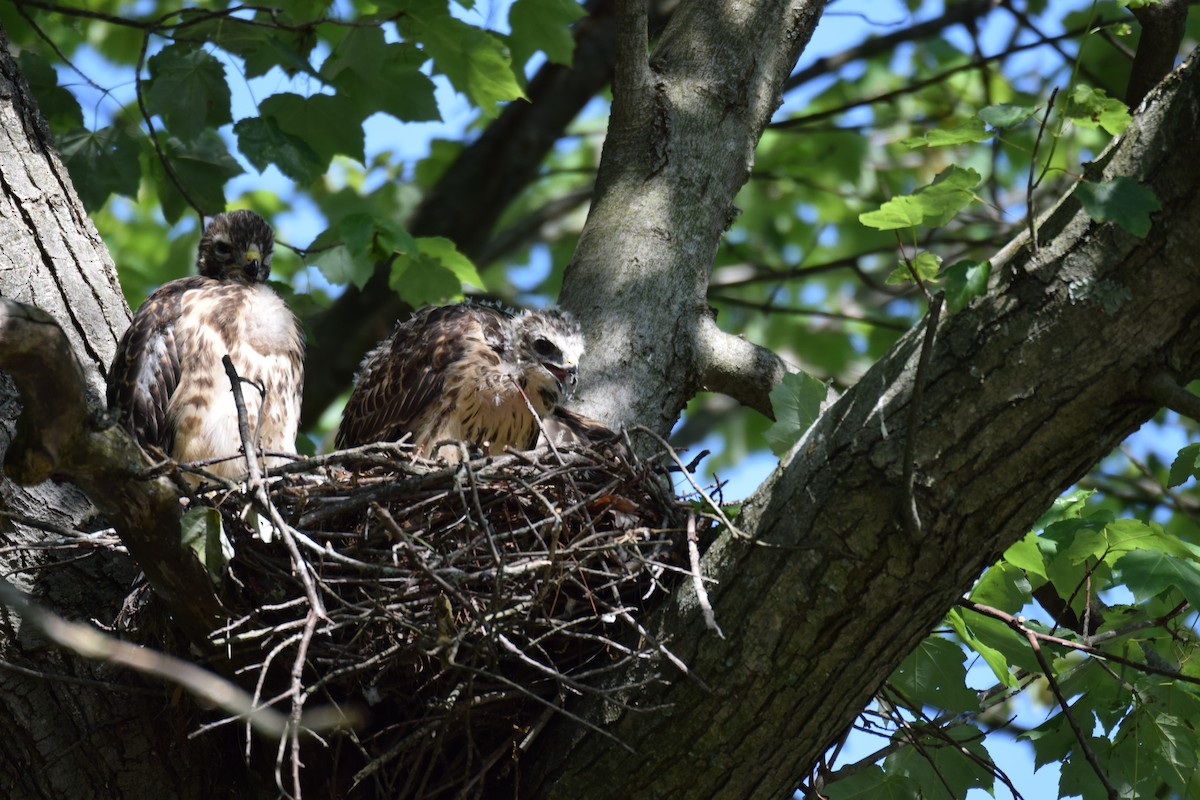Red-shouldered Hawk - ML584869351