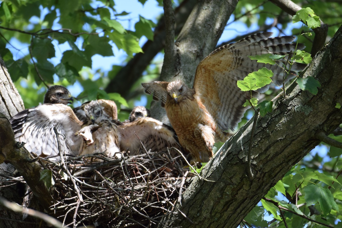 Red-shouldered Hawk - ML584869371
