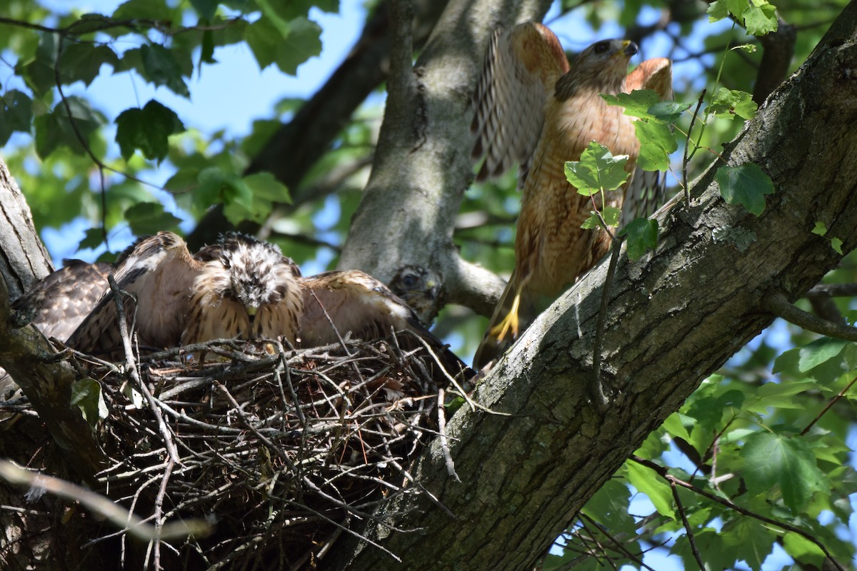 Red-shouldered Hawk - ML584869381
