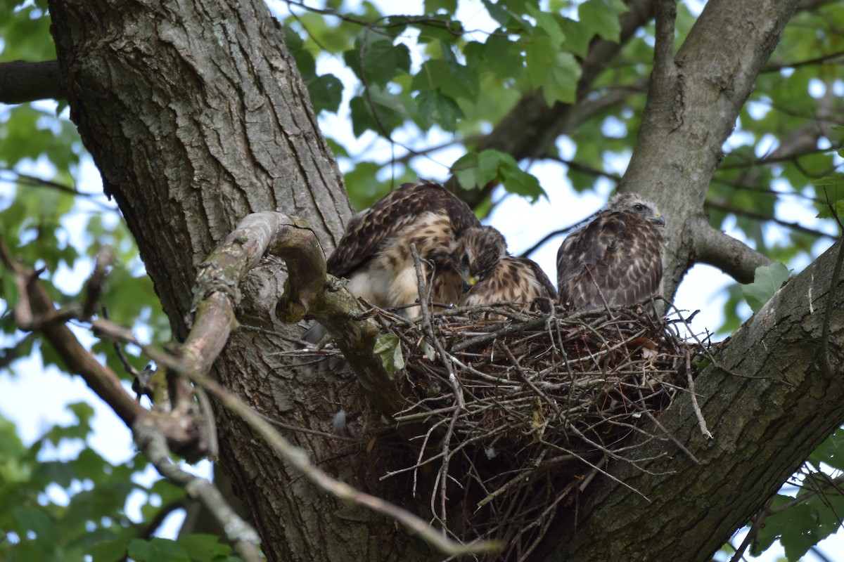 Red-shouldered Hawk - ML584869391