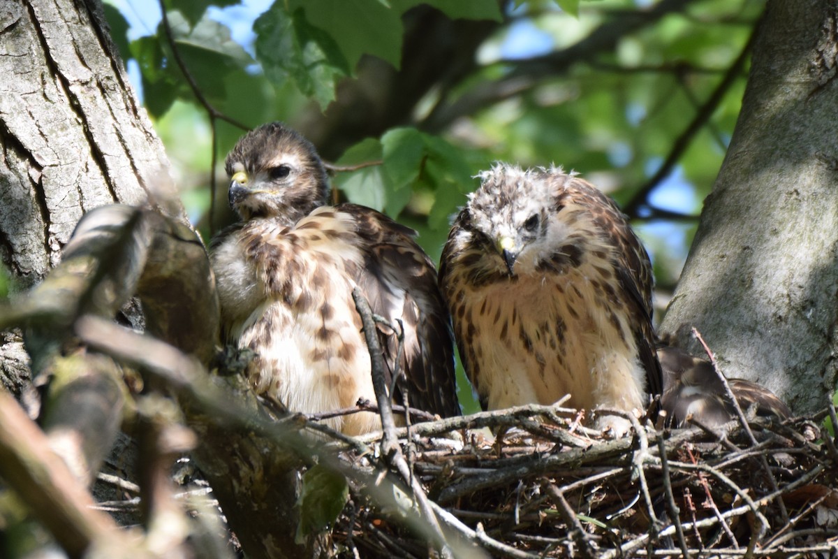 Red-shouldered Hawk - ML584869671