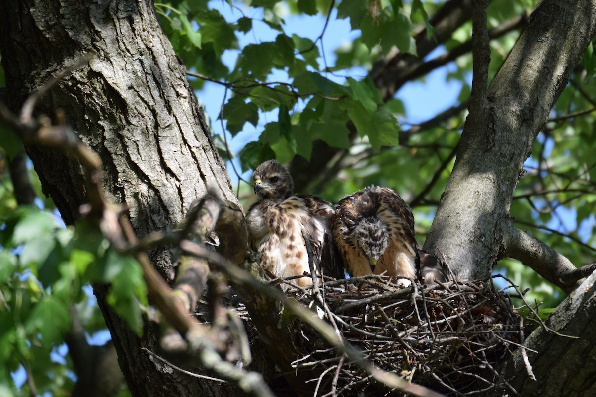 Red-shouldered Hawk - ML584869681