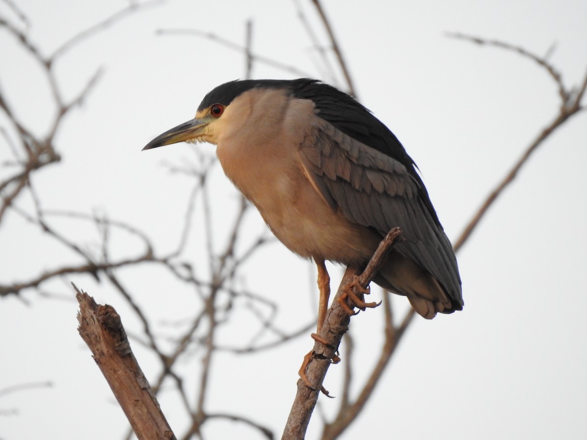 Black-crowned Night Heron - Daniela Maia