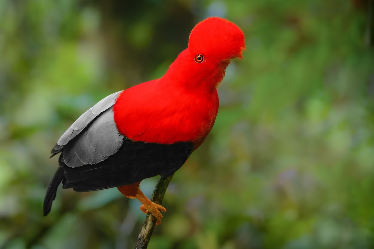 Andean Cock-of-the-rock - ML584869901