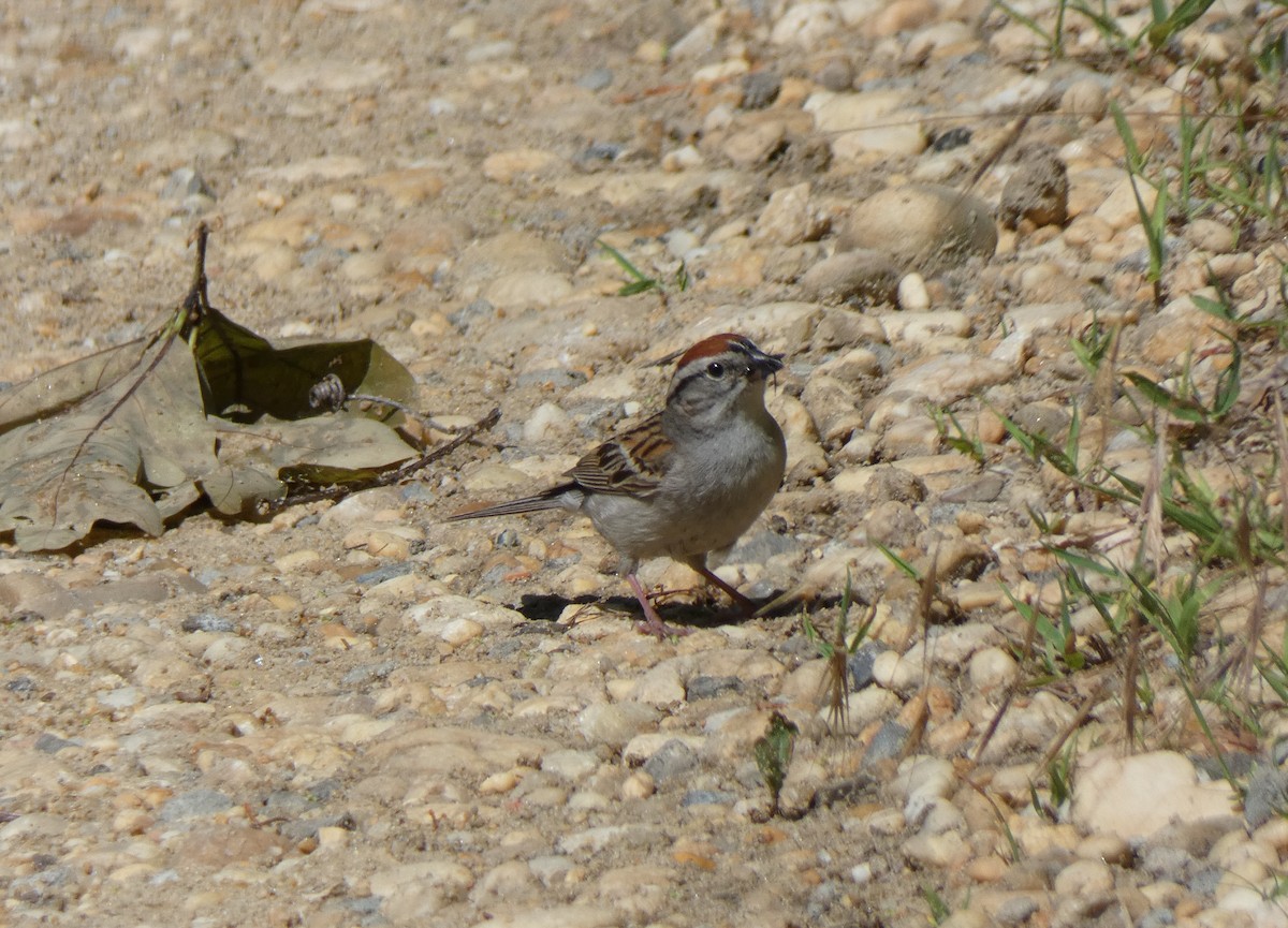 Chipping Sparrow - Richard  Zielinski