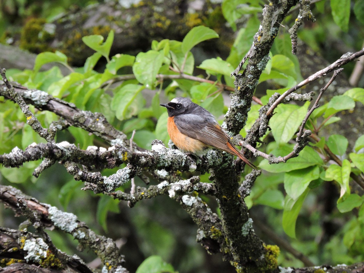 Common Redstart (Ehrenberg's) - Boris Georgi