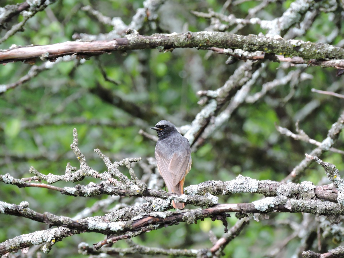 Black Redstart (Eastern) - Boris Georgi