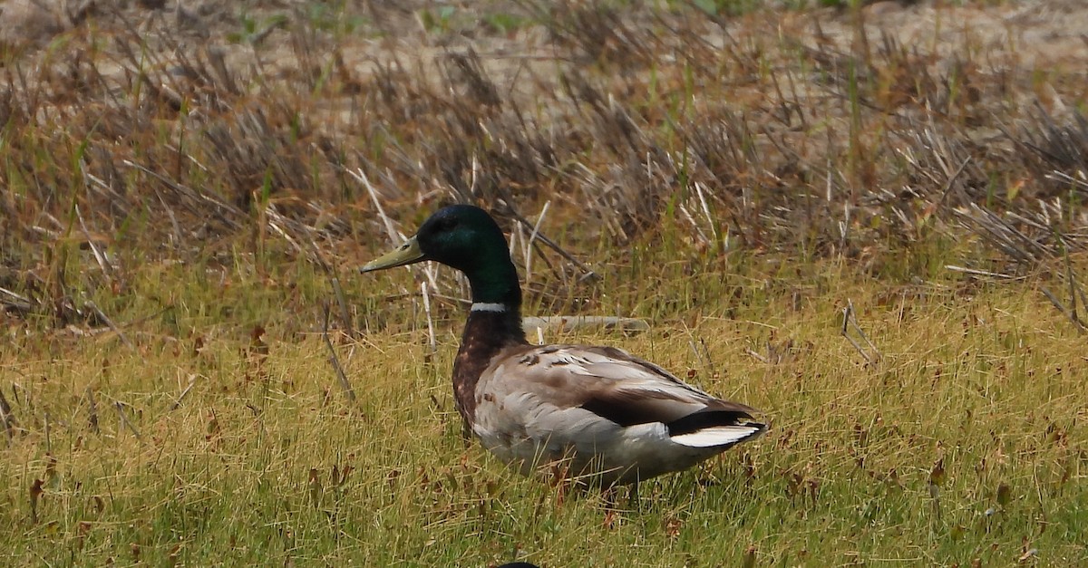 Mallard - Tom Miller Sr.