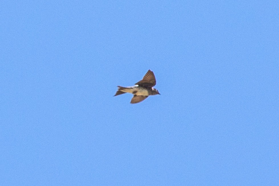 Golondrina Pechigrís - ML584871131