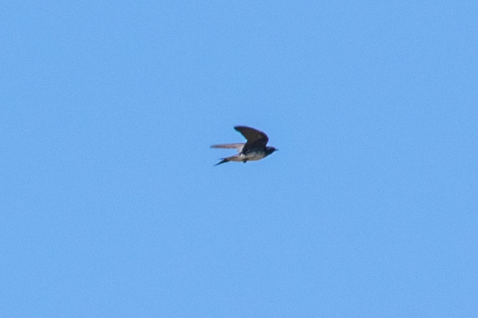 Gray-breasted Martin - Jodi Boe