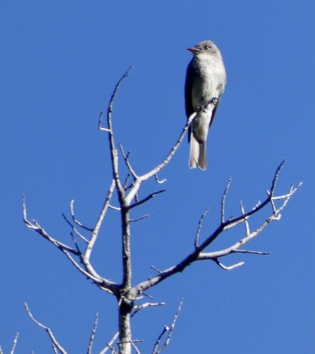 Western Wood-Pewee - ML584871501