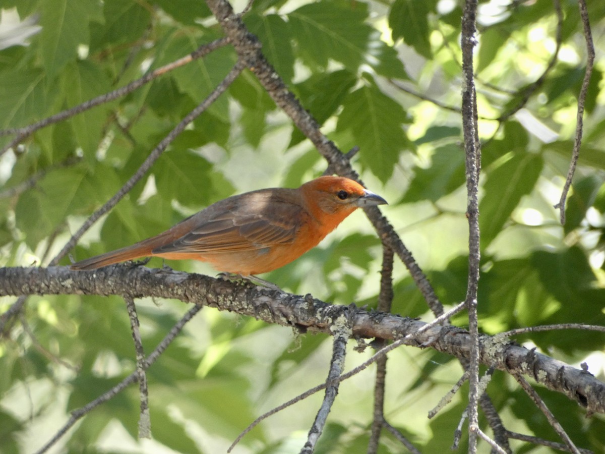 Hepatic Tanager - Heidi Erstad