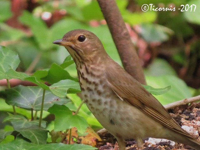 Swainson's Thrush - ML58487181