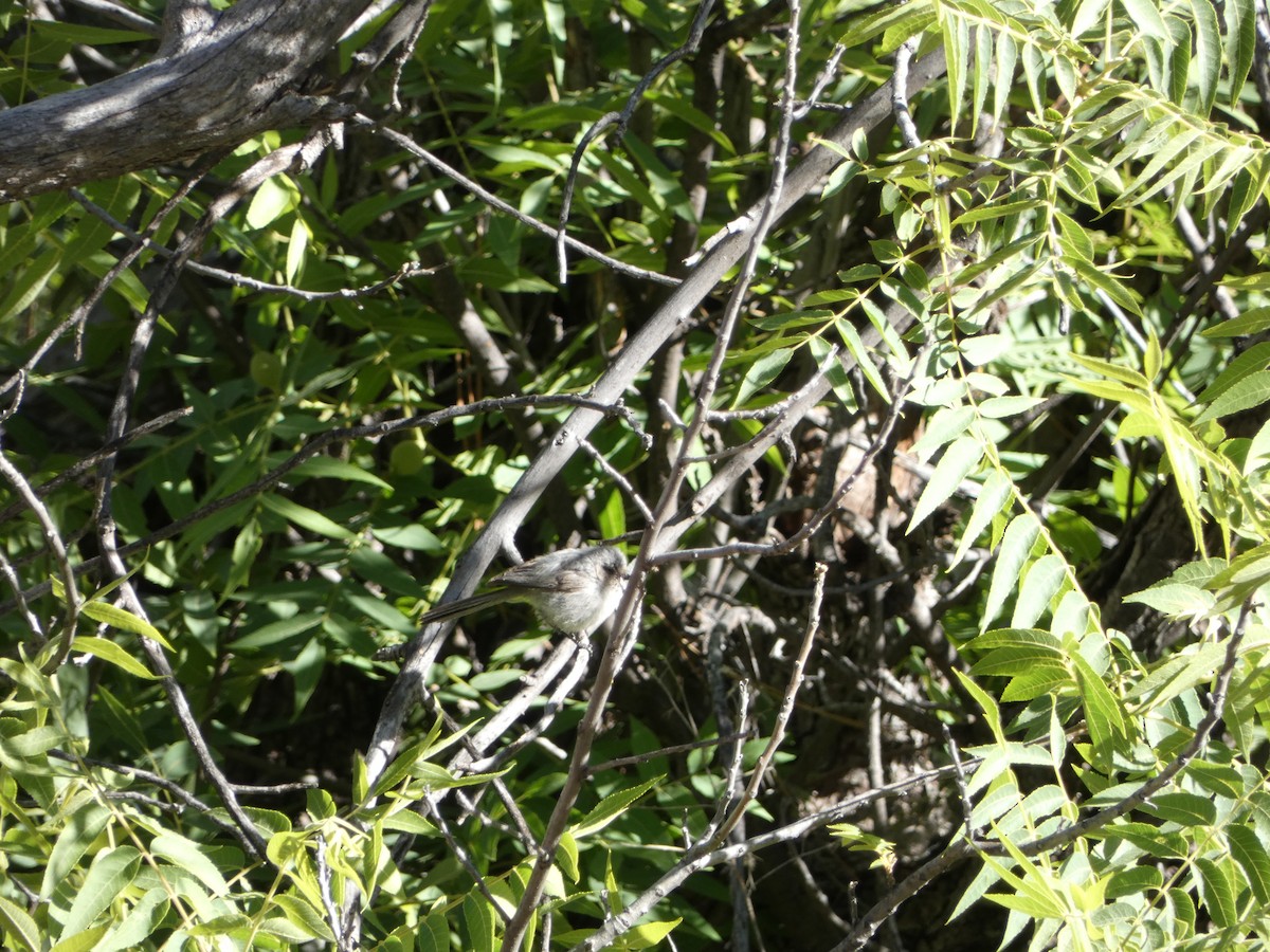 Bushtit - ML584871811