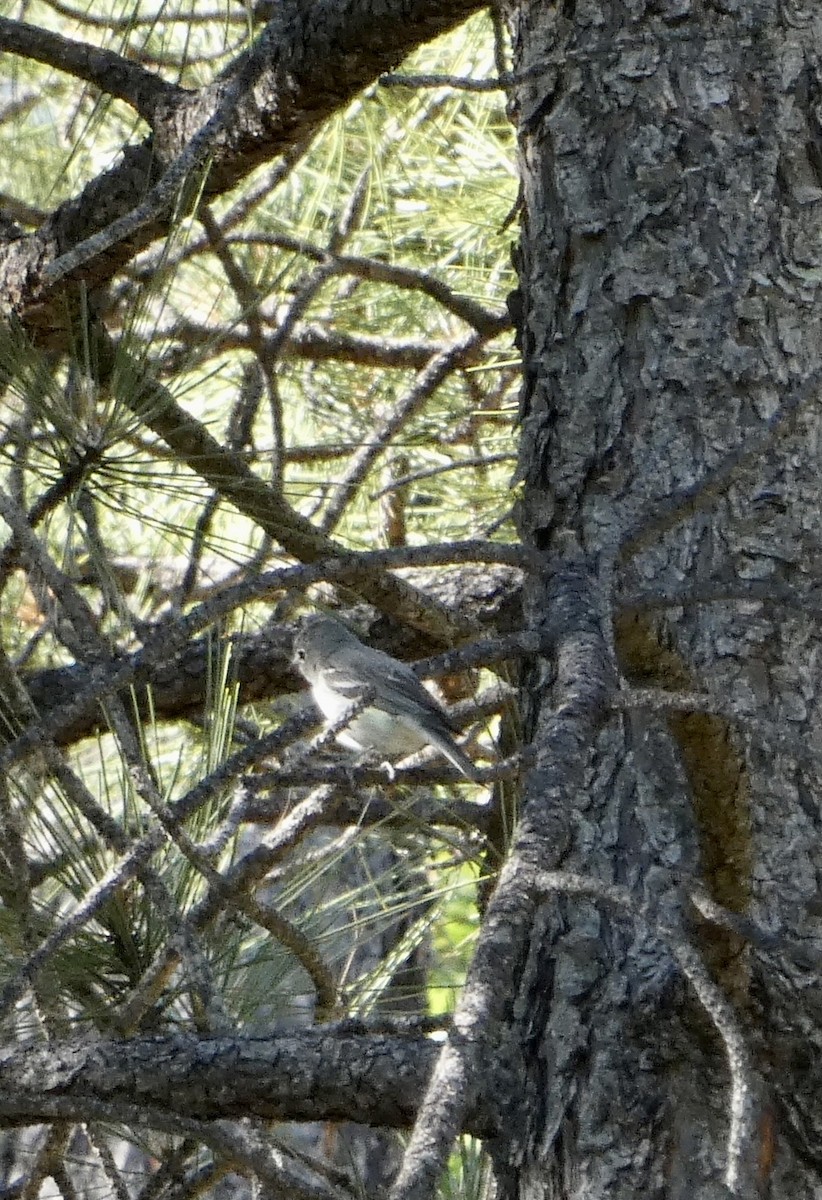 Plumbeous Vireo - ML584872191