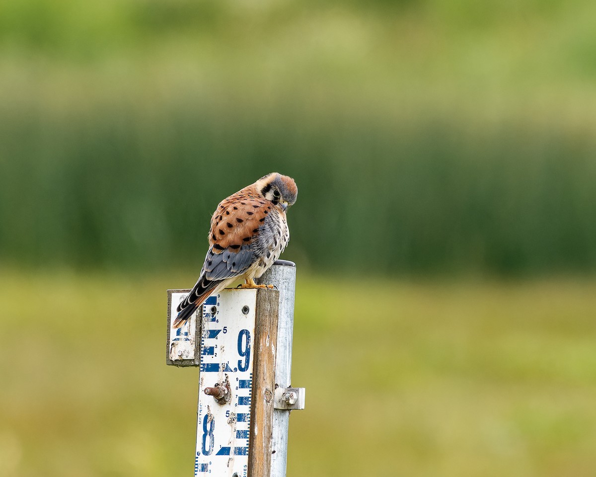 poštolka pestrá - ML584872411