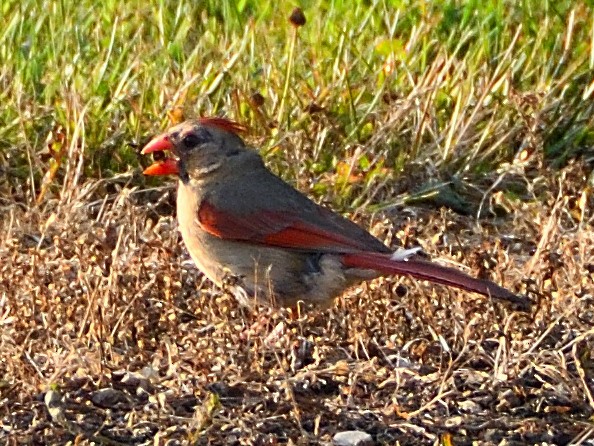 Cardinal rouge - ML584872491