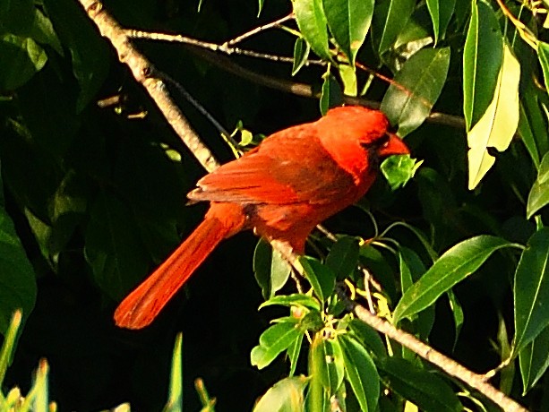 Cardinal rouge - ML584872511