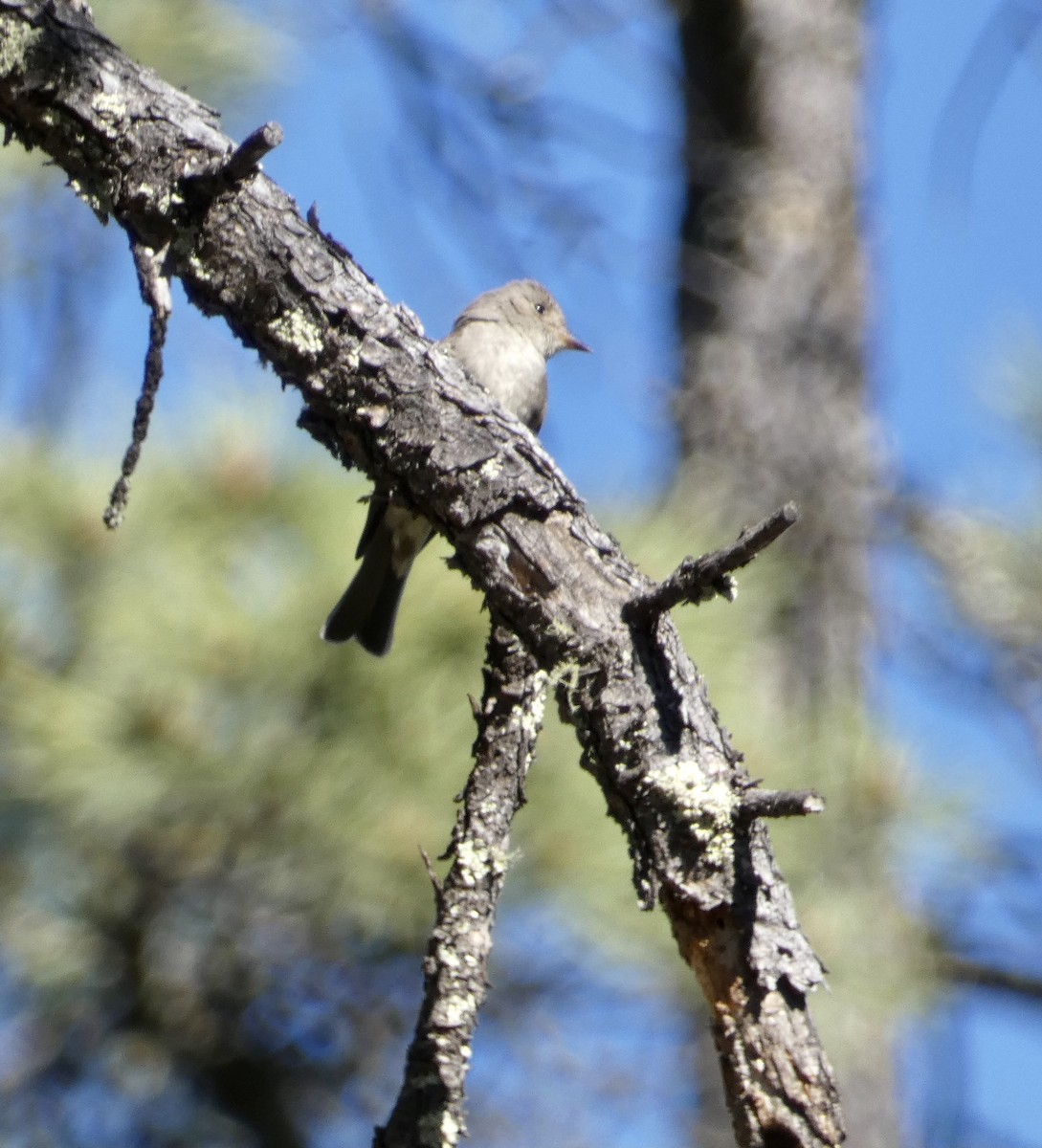 Western Wood-Pewee - ML584872641