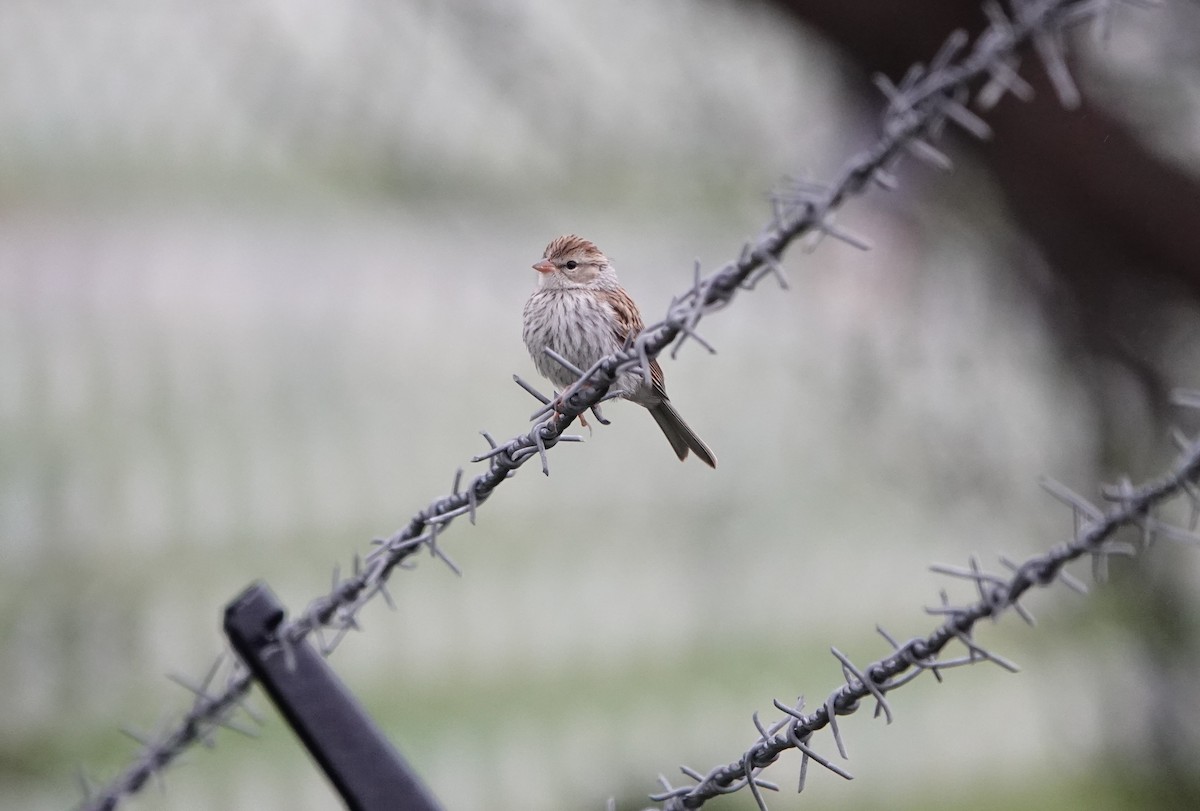 Chipping Sparrow - ML584872951