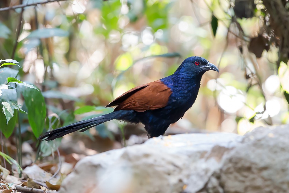 Greater Coucal - ML584873641