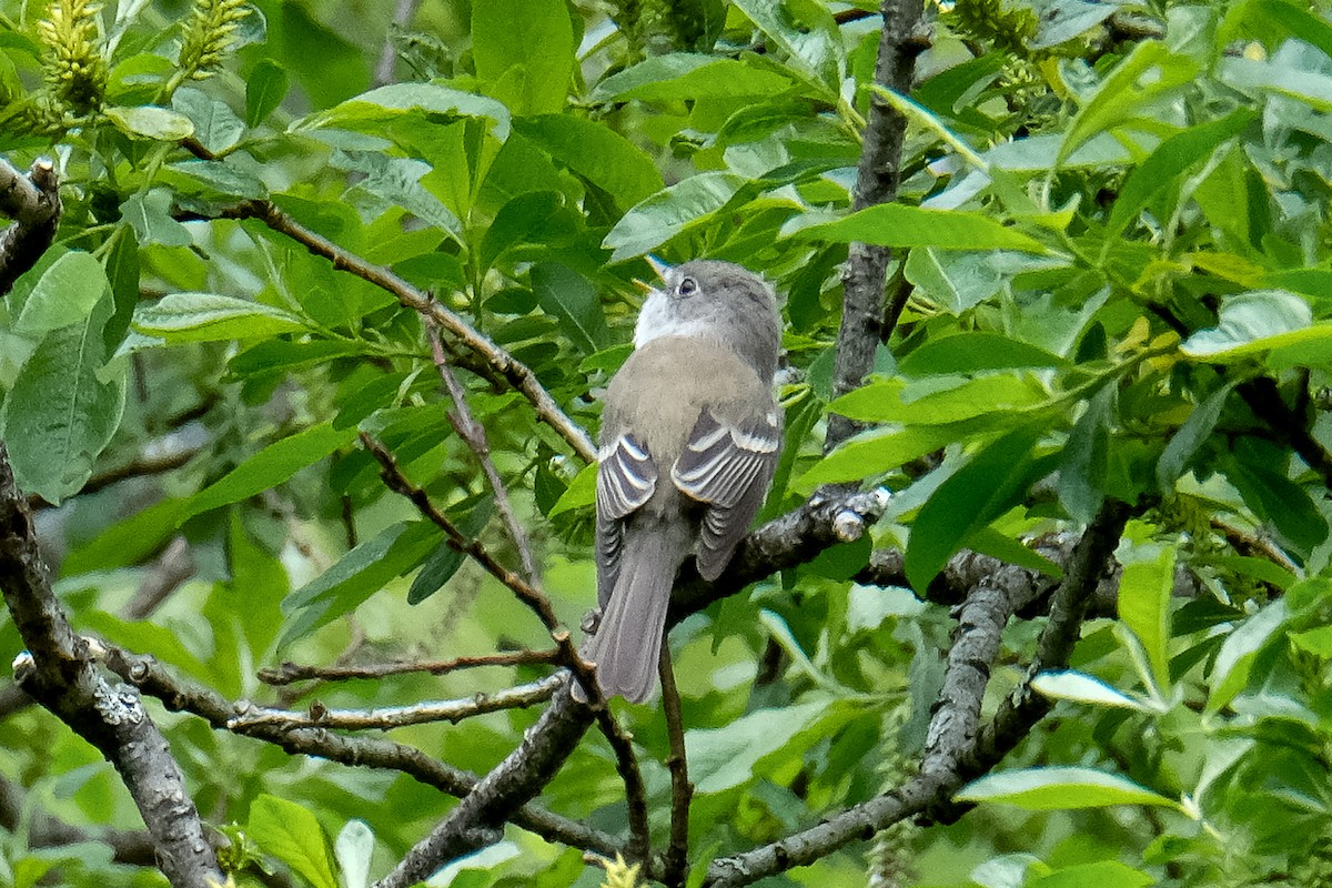 Moucherolle tchébec - ML584874631