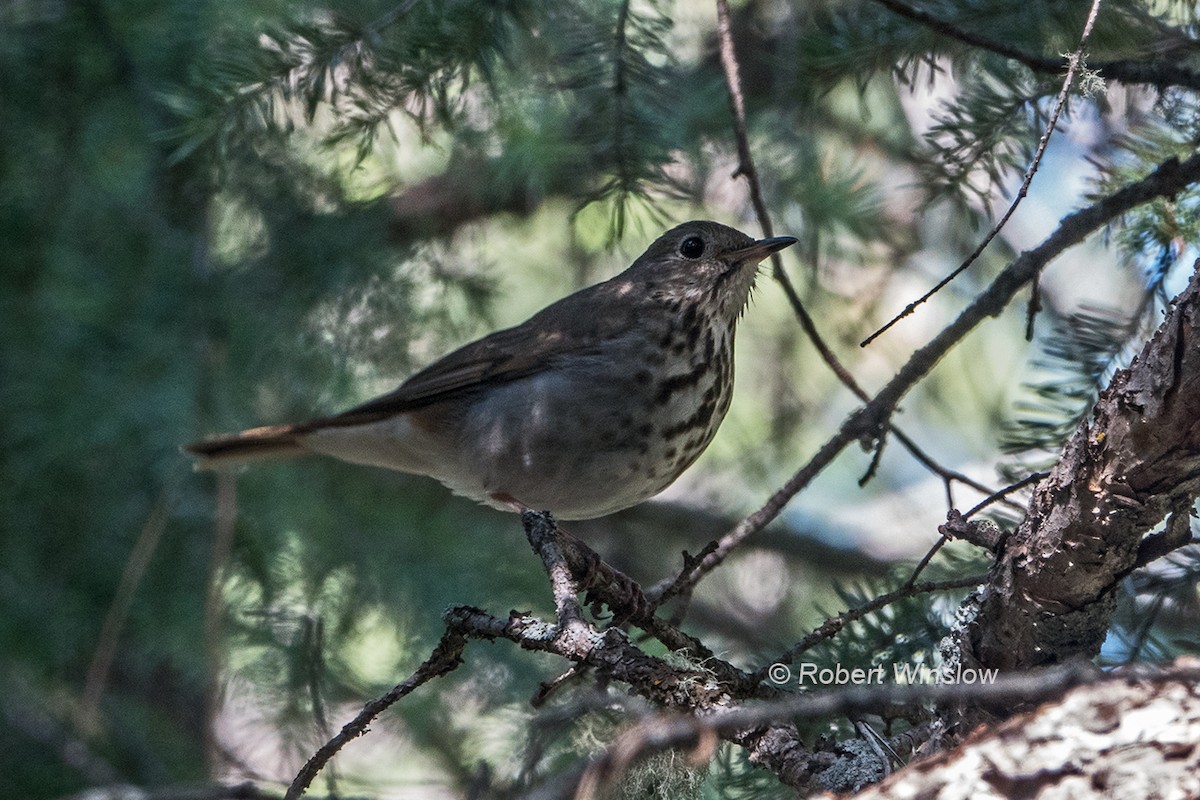 Hermit Thrush - ML584874771