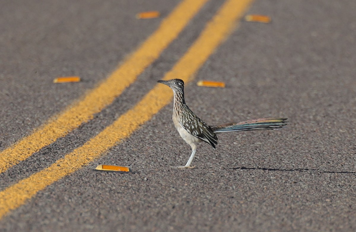 Greater Roadrunner - ML584875221