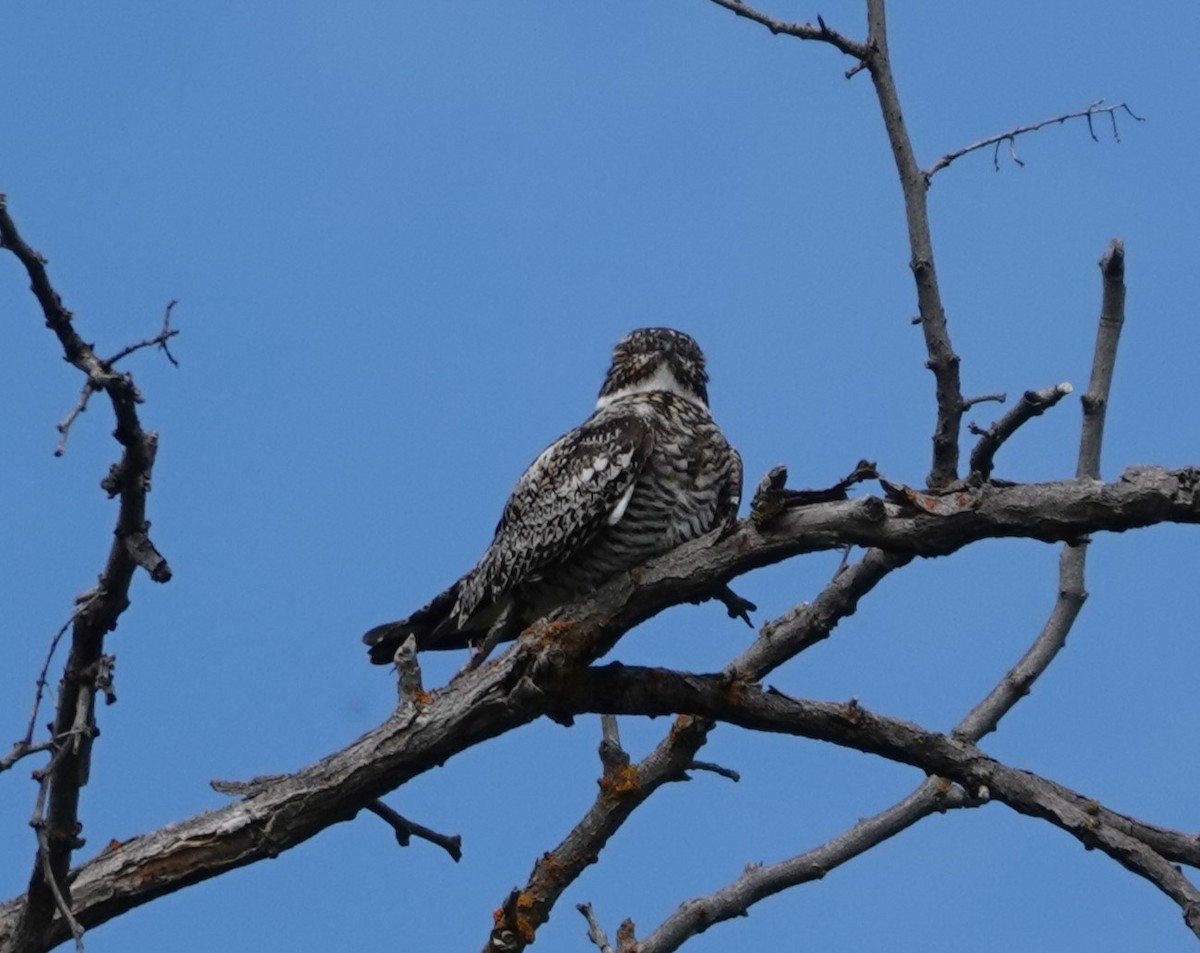Common Nighthawk - ML584876541