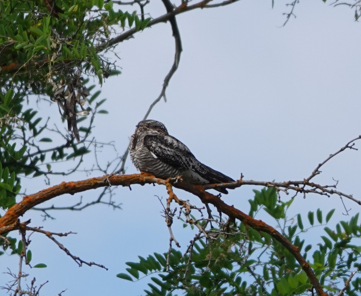 Common Nighthawk - ML584876551