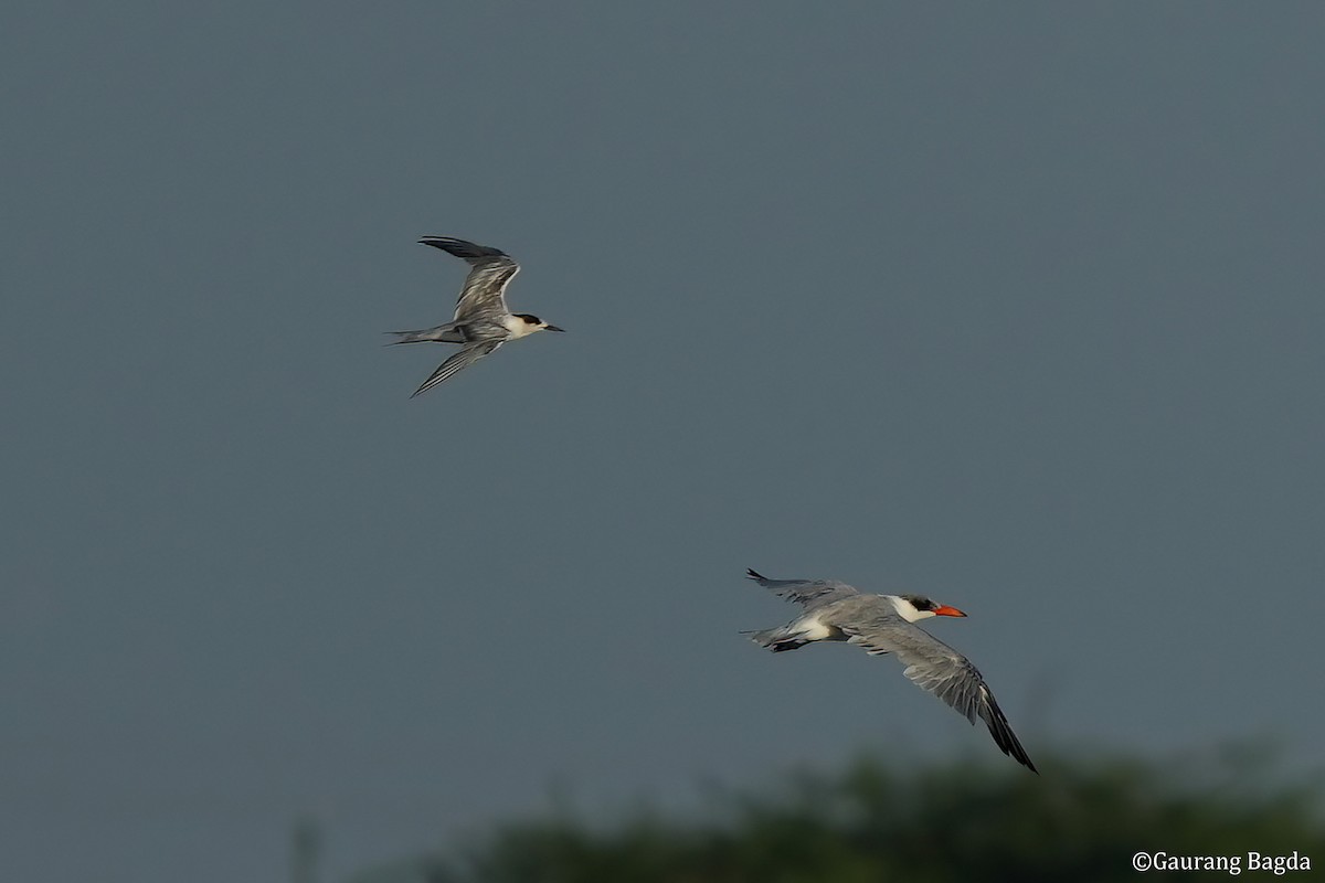 White-cheeked Tern - Gaurang Bagda