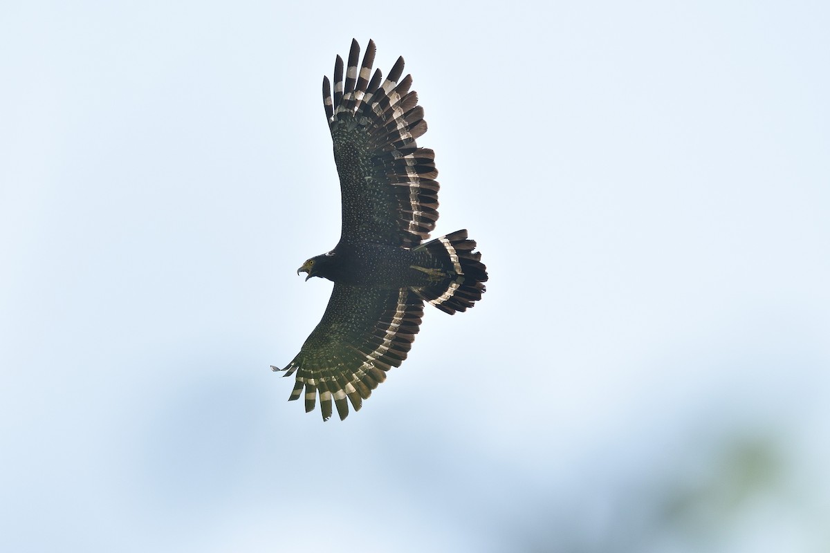 Crested Serpent-Eagle - ML584877161