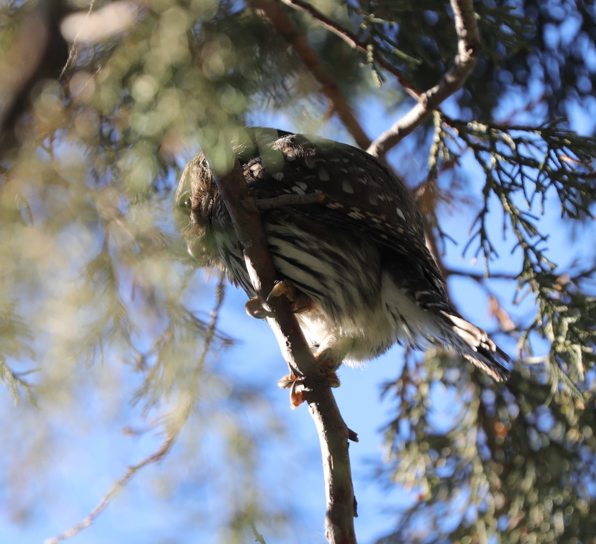Northern Pygmy-Owl - ML584877341