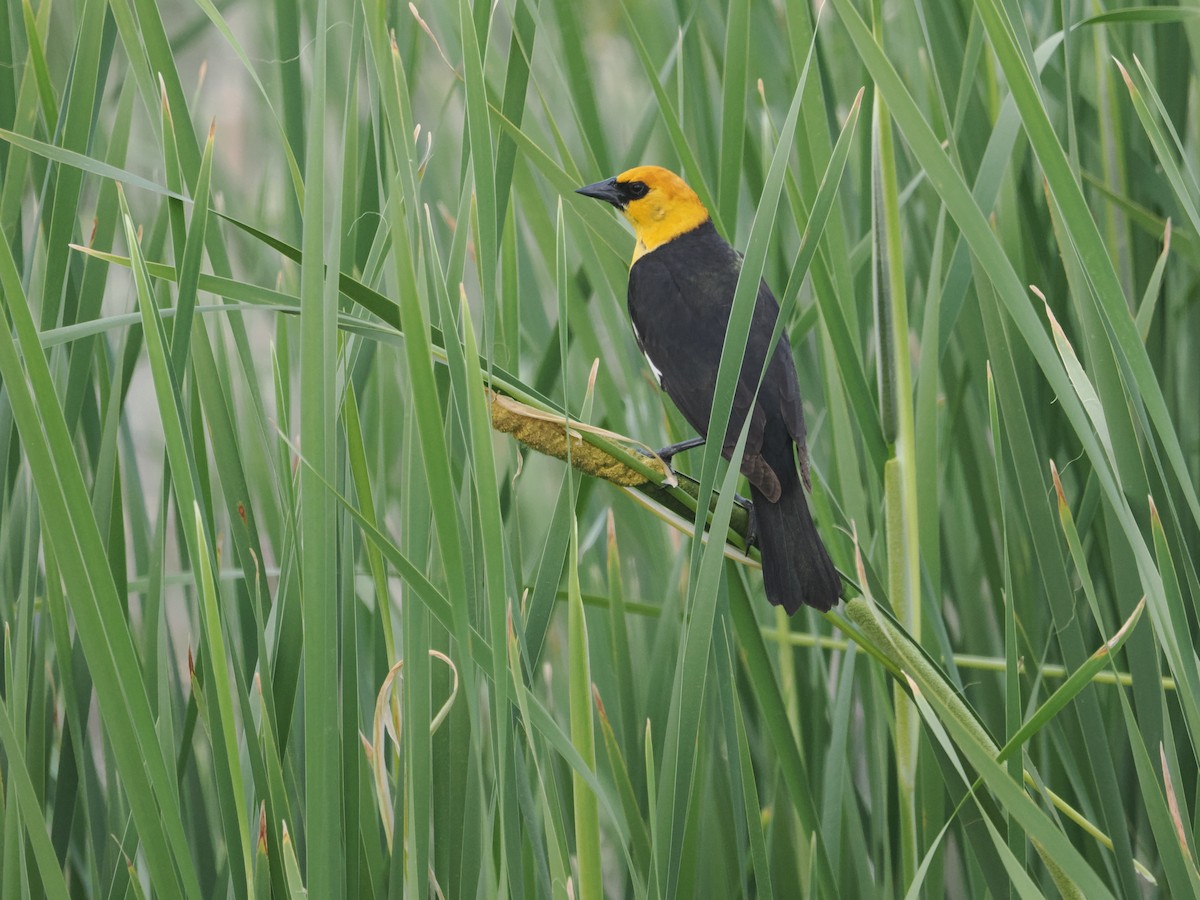 Yellow-headed Blackbird - Cin-Ty Lee