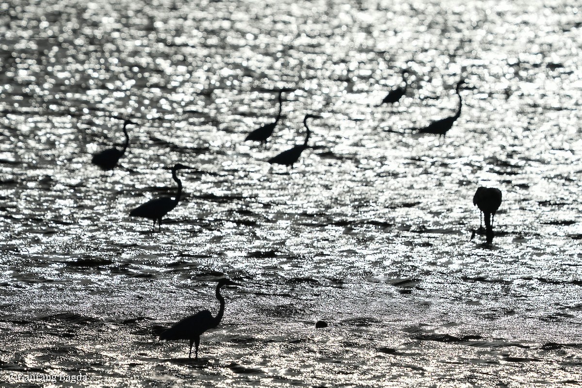 Great Egret - Gaurang Bagda