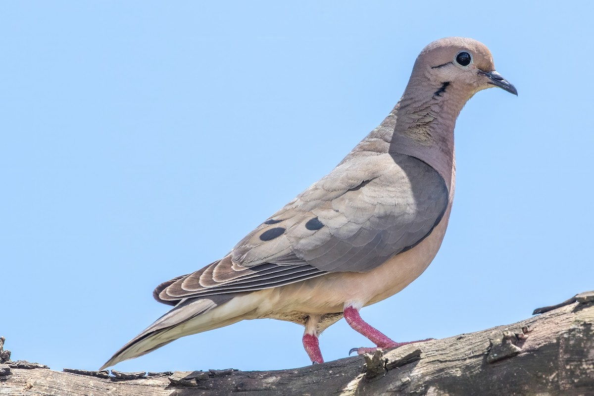 Eared Dove - Jodi Boe